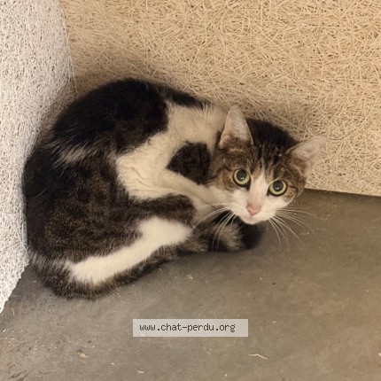 Photo 1/1 Chat trouvé Trouvé à Anderlecht