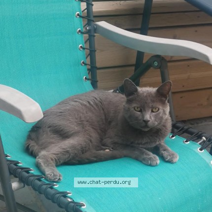 Photo de chat perdu à Croix