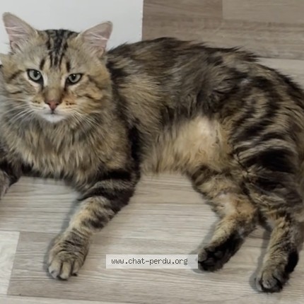 Photo 1/1 Poussik Chat perdu à Saint Julien Les Villas