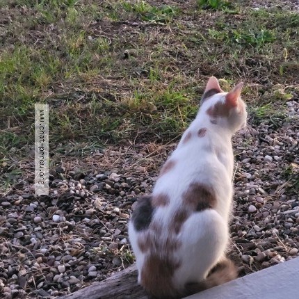 Photo de chat perdu à Denat