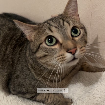 Photo de chat perdu à Bois Colombes