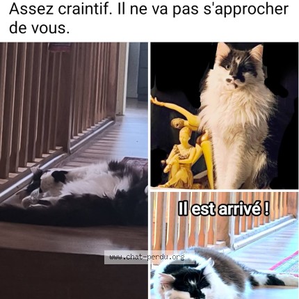 Photo de chat perdu à Gathemo