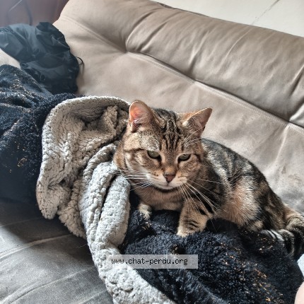 Photo de chat perdu à Mulhouse