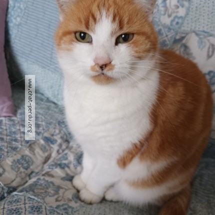 Photo de chat perdu à Saint Pey D Armens