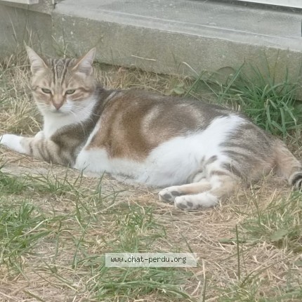 Photo 1/1 LOLA Chat perdu à Pleurs