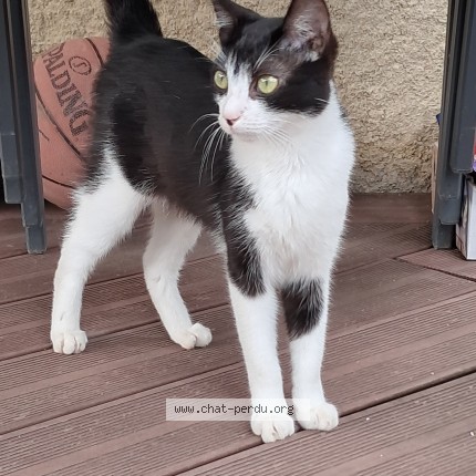 Photo de chat trouvé à Tournon Sur Rhone