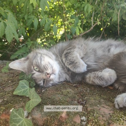 Photo 1/1 Chat trouvé Trouvé à Amiens