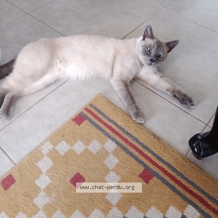 Photo de chat perdu à Allauch