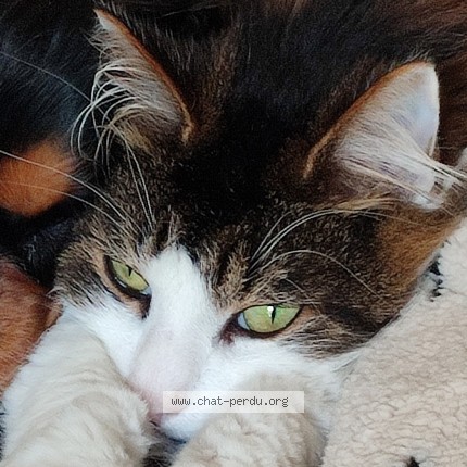 Photo de chat perdu à St Denis En Val