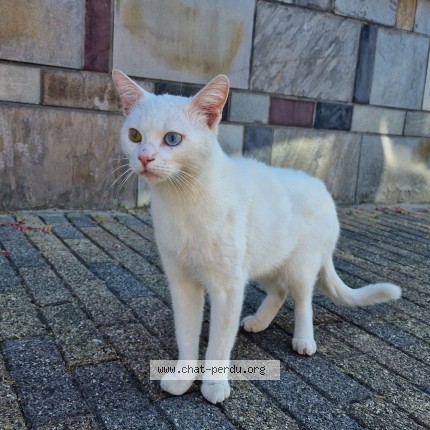 Photo 1/1 Chat trouvé Trouvé à Sint Pieters Leeuw