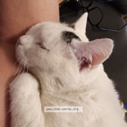 Photo de chat perdu à Palaiseau