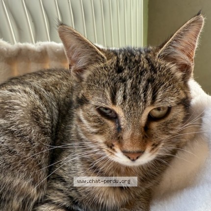 Photo de chat perdu à Cantin