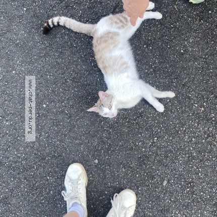 Photo de chat trouvé à La Bastide Clairence