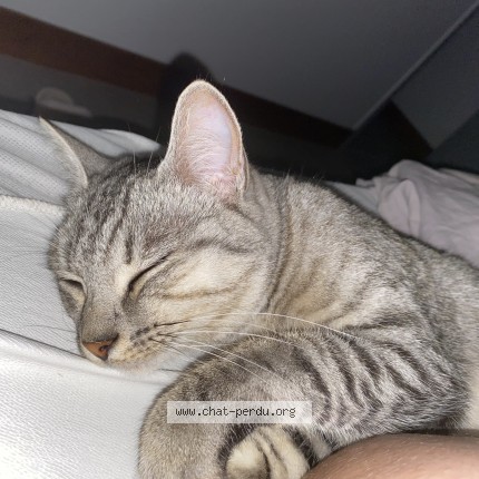 Photo 1/1 Chat retrouvé Perdu à Vierzon