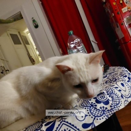 Photo 1/1 Boubousse Chat perdu à Roubaix