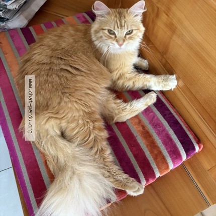 Photo de chat perdu à Durrenbach