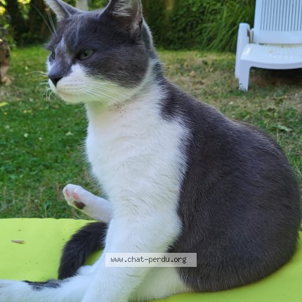 Photo de chat perdu à La Rochelle