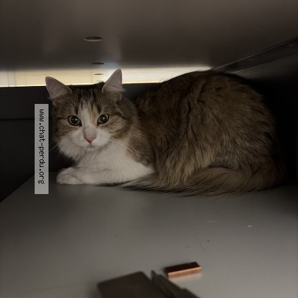 Photo de chat trouvé à Villeneuve Saint Georges