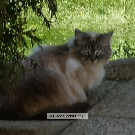 Photo 1/1 Nala Chat perdu à Roches Les Blamont