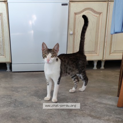 Photo de chat trouvé à Nueil Les Aubiers