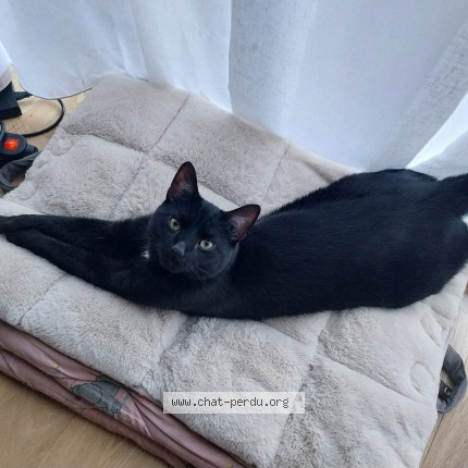 Photo 1/1 Tchaïko Chat perdu à Watermael Boitsfort