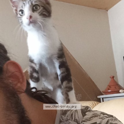 Photo de chat perdu à Fresnay Sur Sarthe