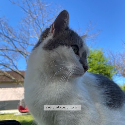 Photo de chat perdu à Semeac