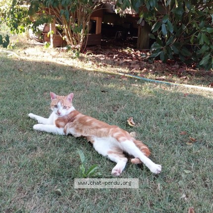 Photo de chat perdu à Crozon