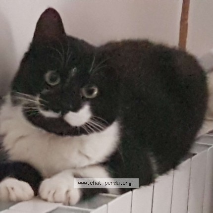 Photo de chat perdu à Villefontaine