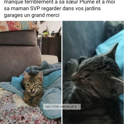 Photo 1/1 Maxou Chat perdu à Saint Etienne Du Rouvray