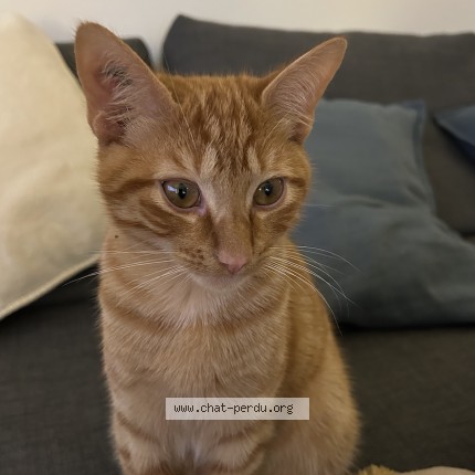 Photo de chat perdu à Saint Jean De Luz