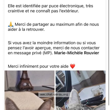 Photo de chat perdu à Marseille