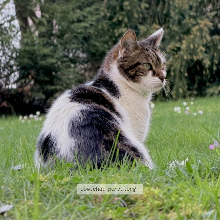 Photo de chat perdu à Antony