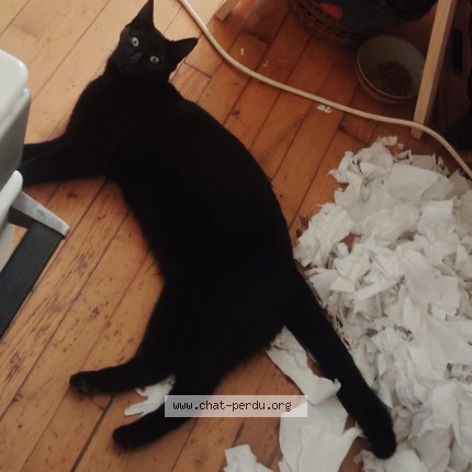 Photo de chat perdu à Saint Nicolas De Redon