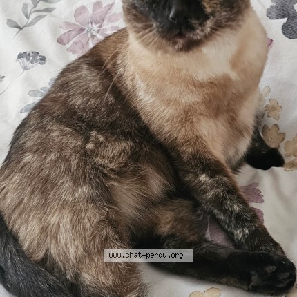 Photo 1/1 sia Chat perdu à Differdange