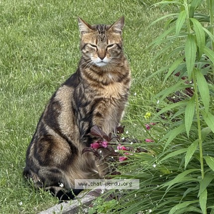 Photo 1/1 arturo Chat perdu à Terrebonne