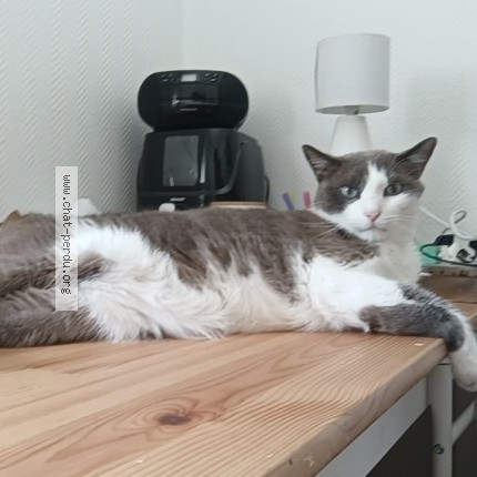 Photo 1/1 Ragnar Chat perdu à Laxou