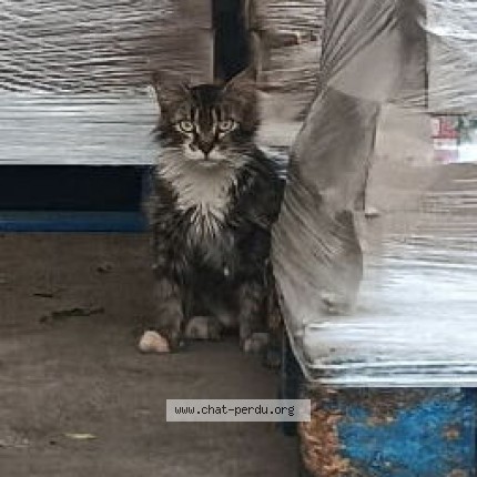 Photo 1/1 Chat trouvé Trouvé à Nancy
