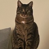 Minou