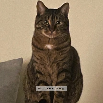 Photo 1/1 Minou Chat perdu à Repentigny