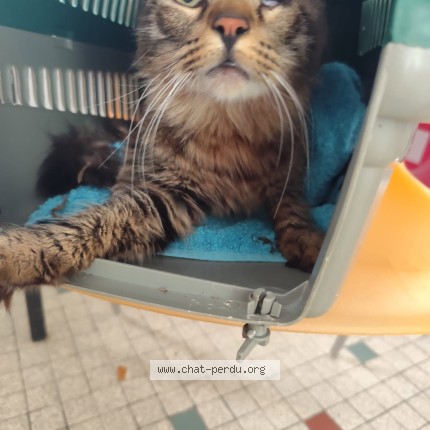 Photo de chat trouvé à Montauban
