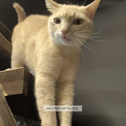 Photo de chat perdu à Campagnan