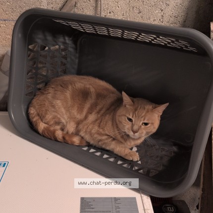 Photo 1/1 Chat retrouvé Perdu à Marseilles Les Aubigny