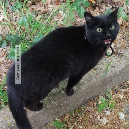 Photo de chat perdu à Padies