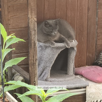 Photo 1/1 Mia Chat perdu à Champigny Sur Marne