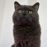 Elvis