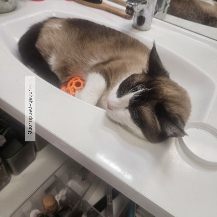 Photo de chat perdu à Venissieux