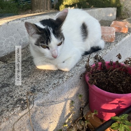 Photo de chat perdu à Lailly En Val