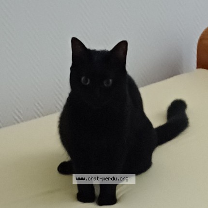 Photo de chat perdu à Isle D Abeau