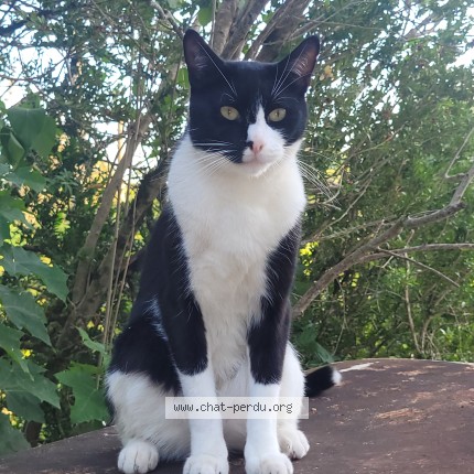 Photo 1/1 Chat retrouvé Perdu à Bossancourt